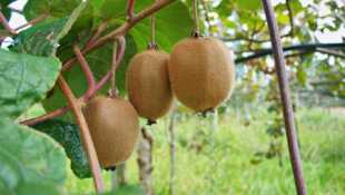 Tout, vous saurez tout sur le kiwi