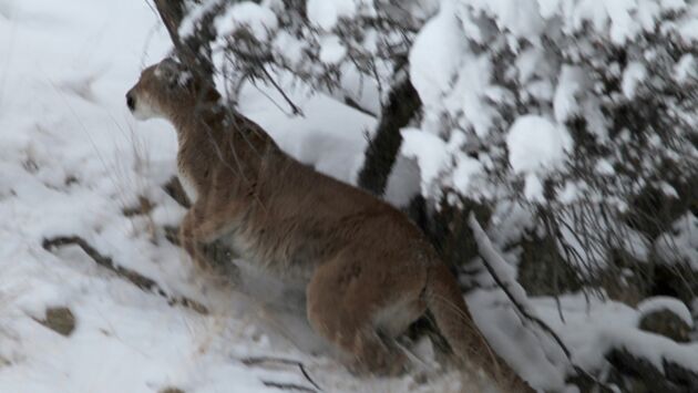 loup vs puma loup vs puma