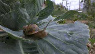 Un jardin entre deux mondes