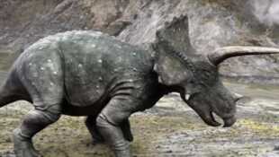 Les aventures des Ceratops