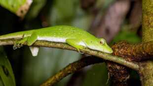 Mystérieux lézards Une évolution inattendue