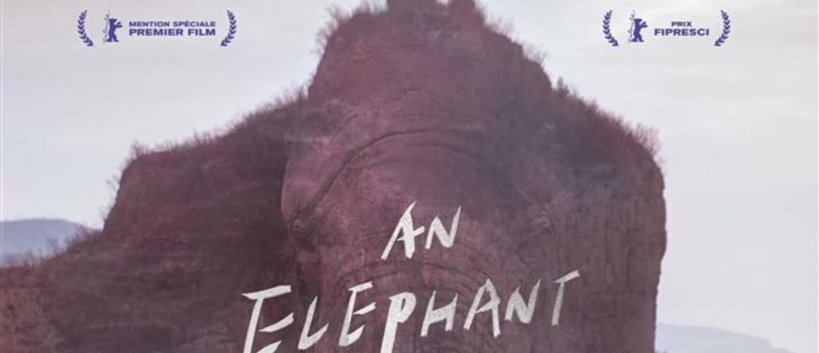 An Elephant Sitting Still