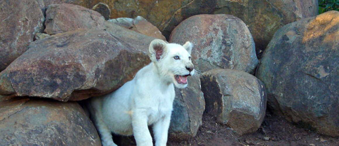 Le Lion Blanc De La Vallée De Limpopo 2010
