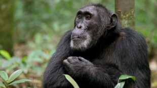 Ngogo La guerre des singes