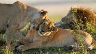 Le clan des lionnes