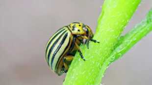 Disparition des insectes Une catastrophe silencieuse