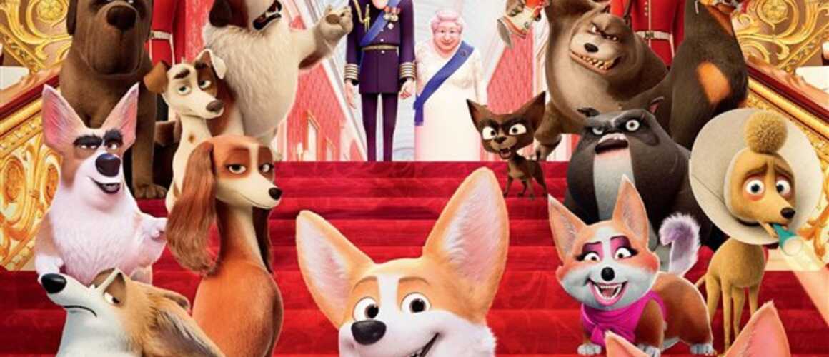 Royal Corgi