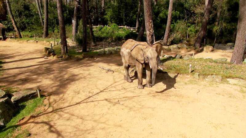 Une Saison Au Zoo Saison 14 épisode 6 Une saison au zoo , épisodes, acteurs, diffusions TV, replay... - Télé