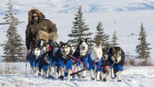Iditarod, la dernière course de Nicolas Vanier