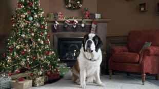 Beethoven sauve Noël