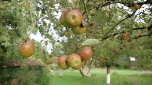 Pauvres pommes !