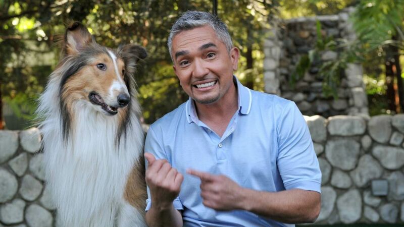 César L Homme Qui Parlait Aux Chiens César, l'homme qui parlait aux chiens , épisodes, acteurs, diffusions