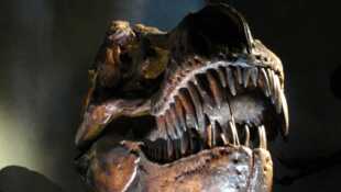 Extinctions massives, la vie en péril
