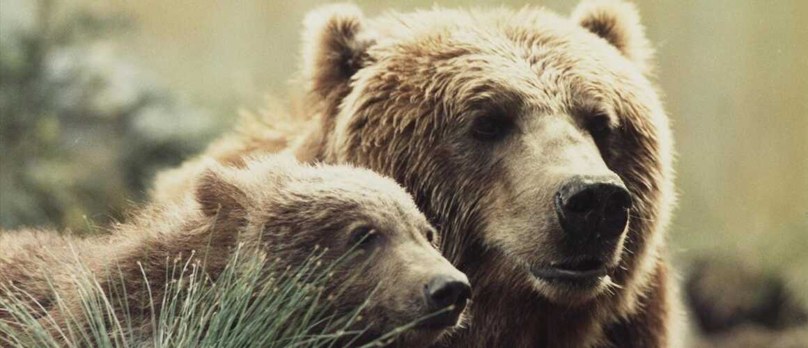 L Ours Film De Jean Jacques Annaud L'ours de Jean-Jacques Annaud (1988), synopsis, casting, diffusions tv