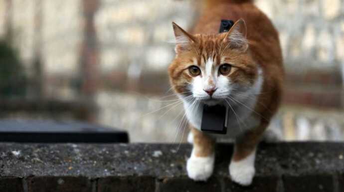 Chats des villes et chats des champs La communication féline episode 3 , Documentaire , Télé,Loisirs