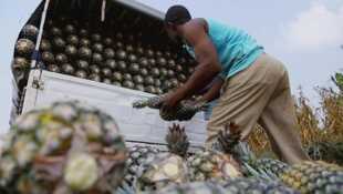 Ananas : le roi des fruits ?