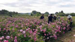 L'important, c'est la rose