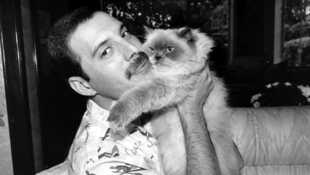 Freddie Mercury The Great Pretender