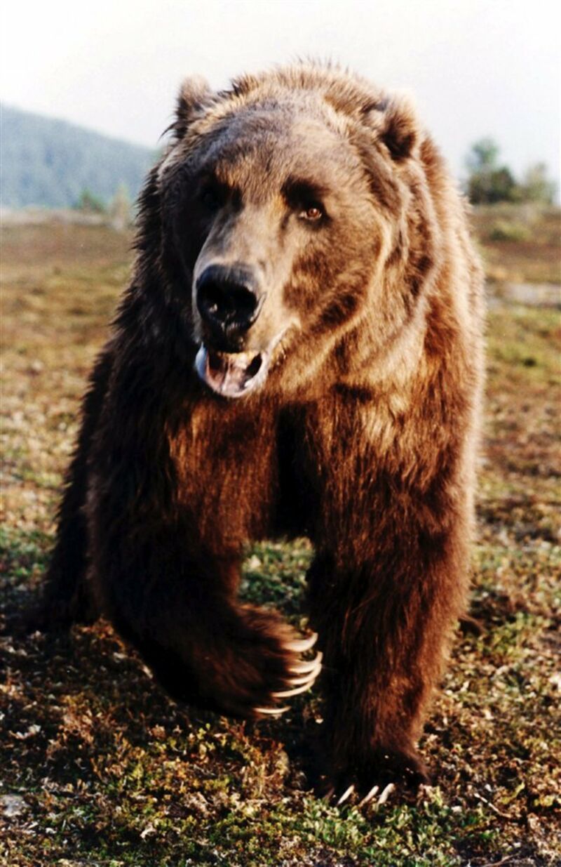 L Ours Film De Jean Jacques Annaud L'Ours de Jean-Jacques Annaud (1988), synopsis, casting, diffusions tv