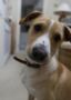 Tout le monde cherche son chien