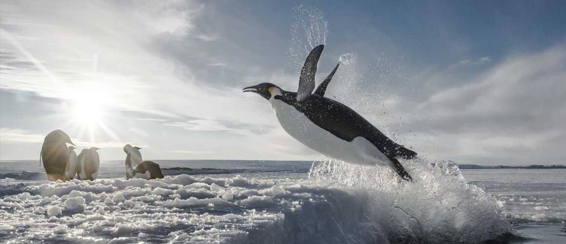 Antarctica Sur Les Traces De L Empereur Antarctica, sur les traces de l'empereur : 27/04/2019 à 10h30 sur Arte