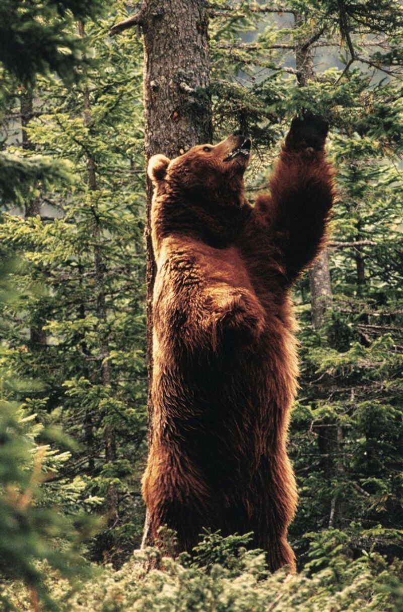 L Ours Film De Jean Jacques Annaud L'Ours de Jean-Jacques Annaud (1988), synopsis, casting, diffusions tv