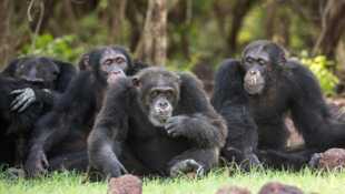 Chimpanzés, le combat des chefs