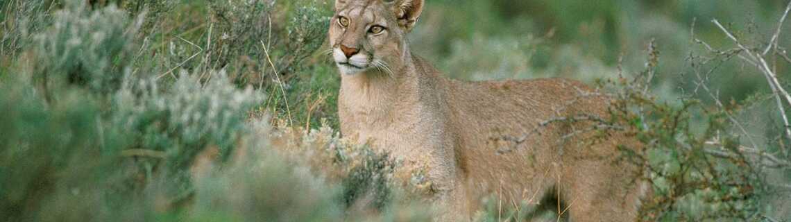 puma des andes puma des andes