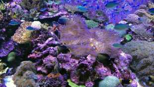 Peut-on sauver le corail ?