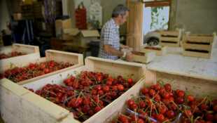 La fin du temps des cerises ?
