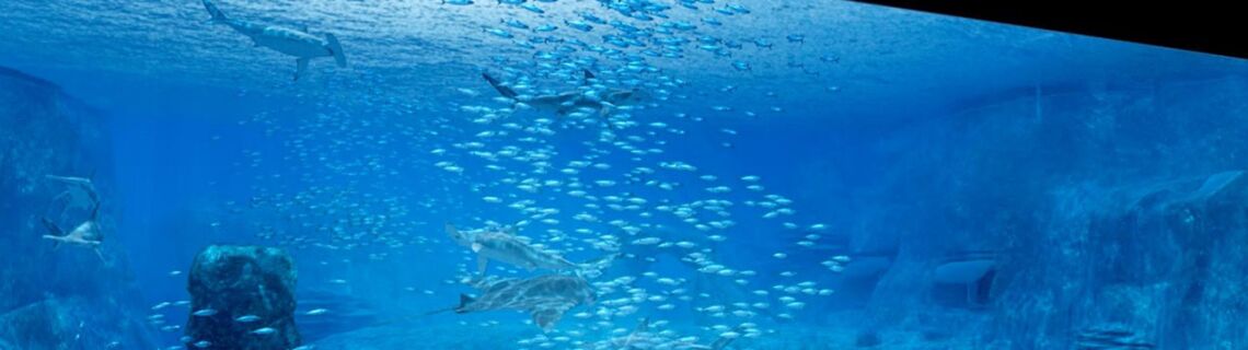 Nausicaa Le Plus Grand Aquarium D Europe Nausicaa, le plus grand aquarium d'Europe - Télé-Loisirs