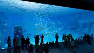 Nausicaa, le plus grand aquarium d'Europe