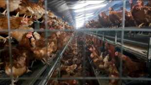 Pauvres poulets Une géopolitique de l'oeuf