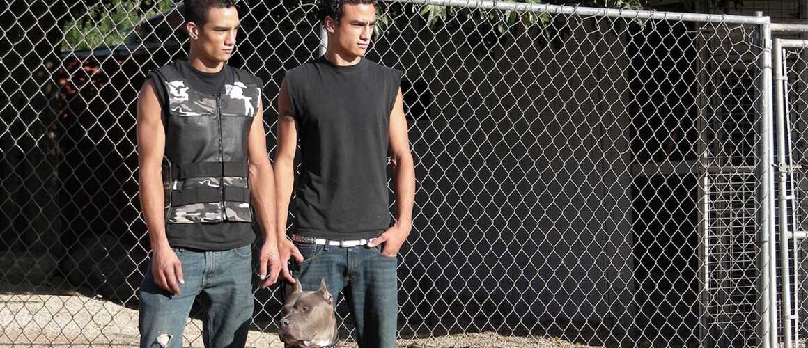 TÉLÉCHARGER PITBULL ET PRISONNIER SAISON 4 SAISON 4 TÉLÉCHARGER ET PITBULL PRISONNIER