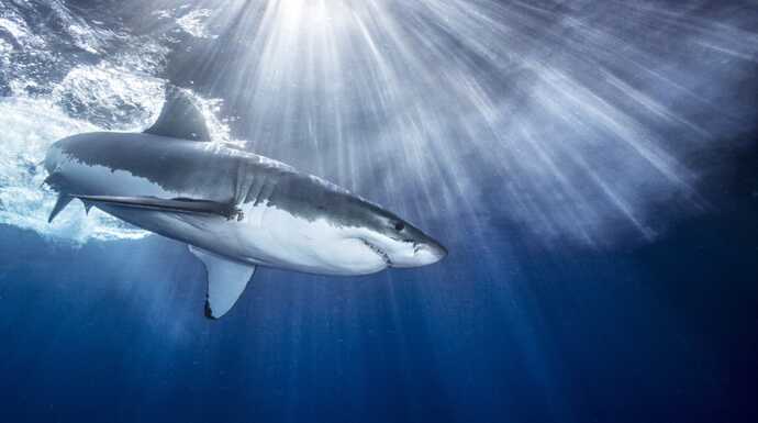 dans le sillage des requins