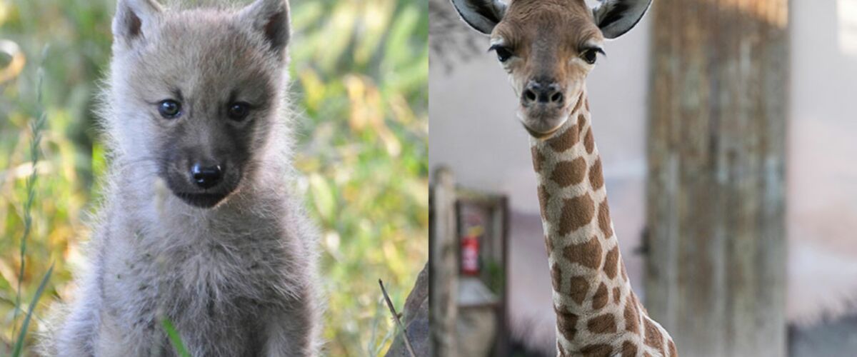 Panda Lynx Loup Découvrez Les Bébés Animaux Les Plus