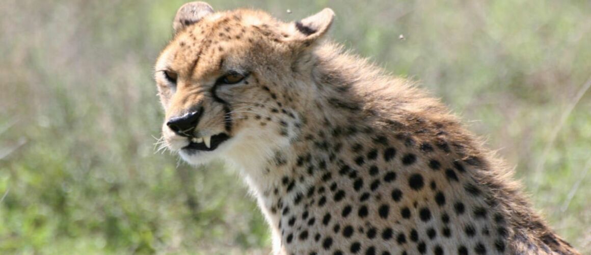 Conte Sauvage Du Serengeti France 5 Magnifique Portrait