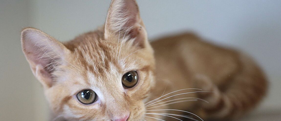 Jeté La Après De Avoir L'émouvant Par Destin Ce Été ChatonSauvé 76fygbY