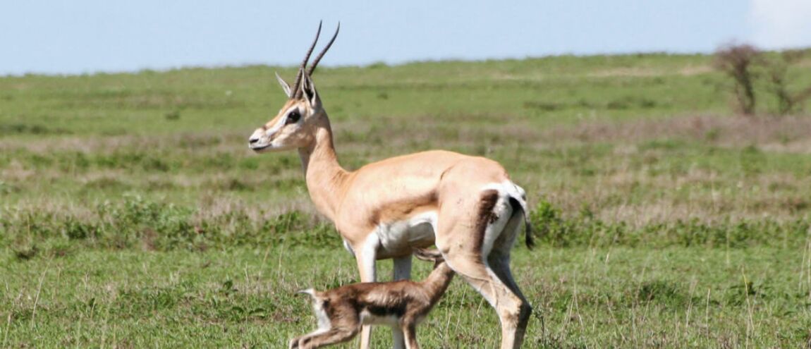 Programme Tv Documentaire Conte Sauvage Du Serengeti