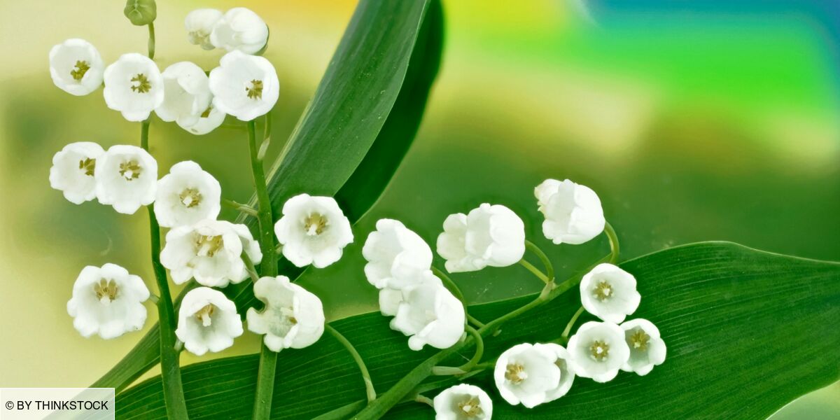 1er Mai Pourquoi Offre T On Du Muguet