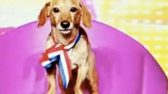 Saucisse Le Candidat à Poils De Secret Story 3 Est Décédé