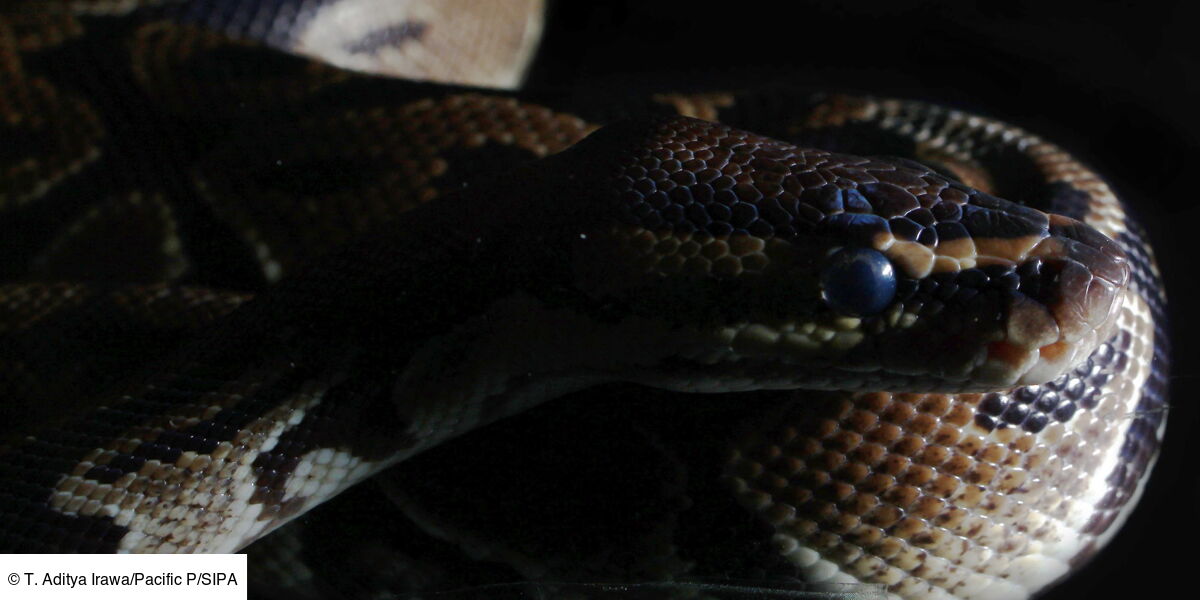 Elle Dormait Toutes Les Nuits Avec Son Python Jusqu A Ce Que Son Veterinaire Lui Sauve La Vie Video