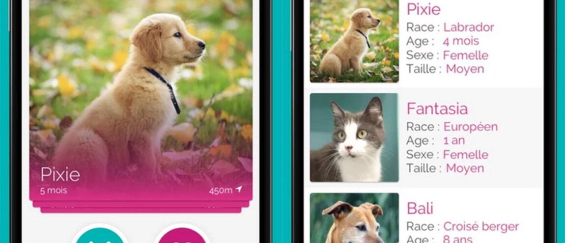 Adopte Moi Le Tinder Pour Chiens Et Chats Débarque Sur