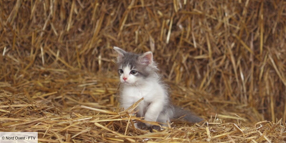 France 2 Part A La Rencontre De Trois Petits Chats Et C Est Tres Mignon