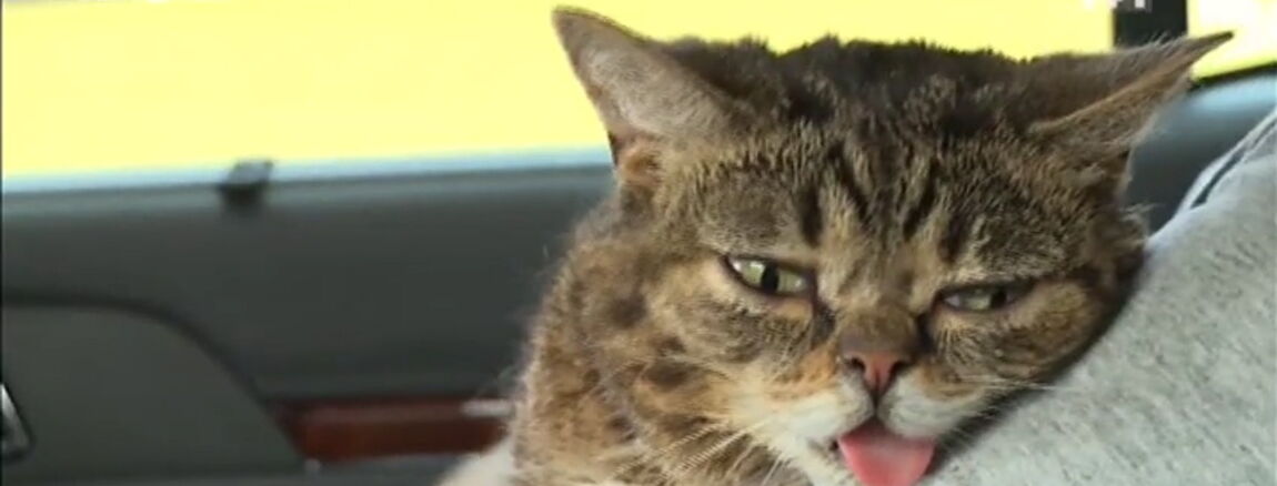 Il Possède Le Chat Le Plus Mignon Du Monde Et Gagne