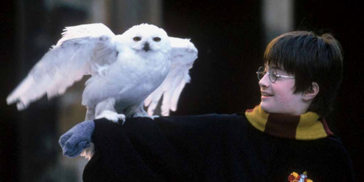 Horssérie "Que sontils devenus ?" que devient Hedwige, la chouette de la saga Harry Potter