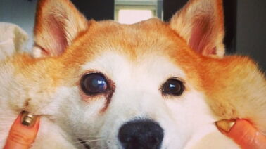 Vhs Balto Chien Loup Héros Des Neiges Gw Eur 465