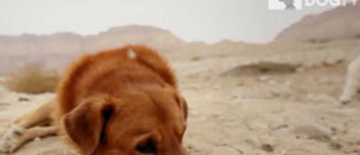 dogtv : une chaîne télé pour les chiens ? oui, ça existe ! (video)