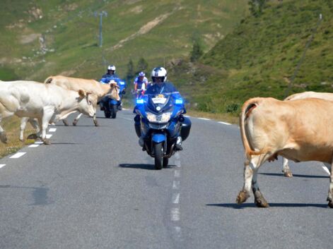 Tour de France insolite : des vaches, des fesses et des indiens...