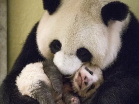 Panda, lynx, loup... découvrez les bébés animaux les plus craquants de 2017 !